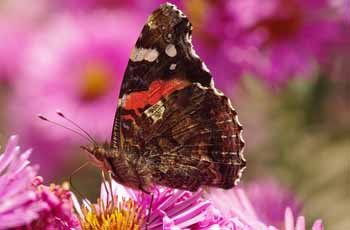 自动攻击网站工具下载