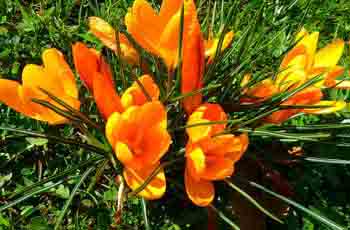 自动攻击网站工具下载