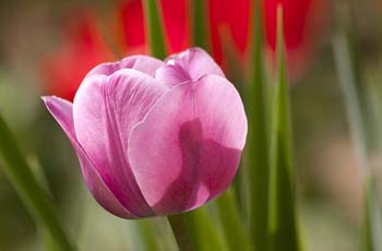 自动化报表的DDOS网页端