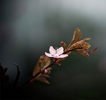 在线DDOS攻击平台